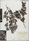 Foto von Salix glabra Scop. x Salix myrsinifolia Salisb.